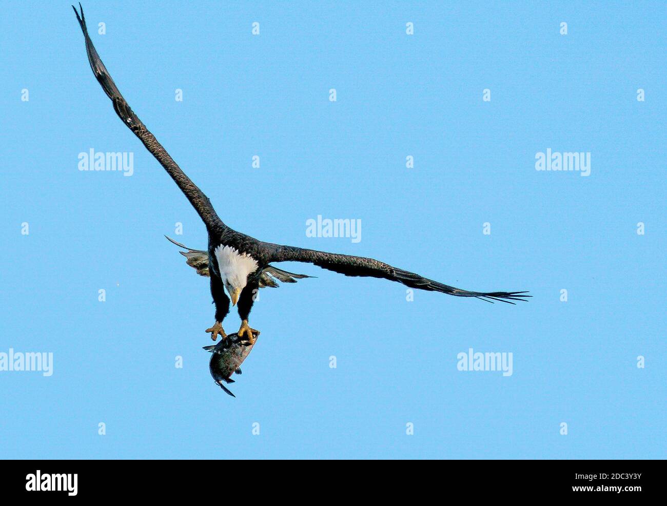 Conowingo, Maryland, USA. November 2020. 18. November 2020: Amerikanische Weißkopfadler fliegen, jagen und füttern in der Nähe des Conowingo Dam am Susquehanna River, der die Grenze zwischen den Grafschaften Harford und Cecil im Nordosten von Maryland bildet. Der Damm ist ein spätherbst Zugort für eine große Anzahl von Weißkopfseeadlern und gilt als der erste Ort östlich des Mississippi Flusses, um die seltenen Vögel zu dieser Jahreszeit zu sehen. Foto von Scott Serio/Eclipse Sportswire/CSM/Alamy Live News Stockfoto