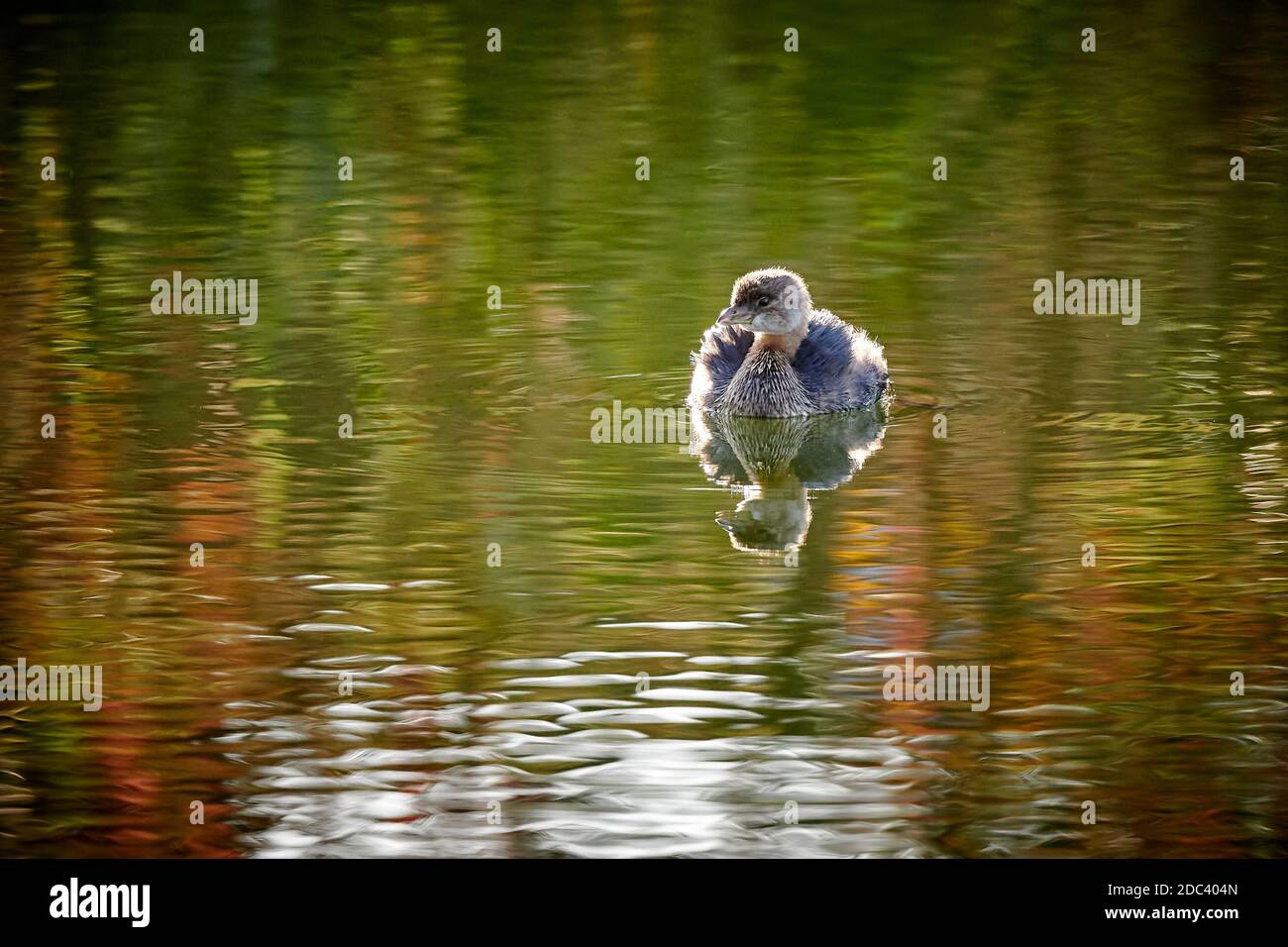 Im Teich schwimmend schwimmend ist der Rattenschnabel (Podilymbus podiceps). Stockfoto