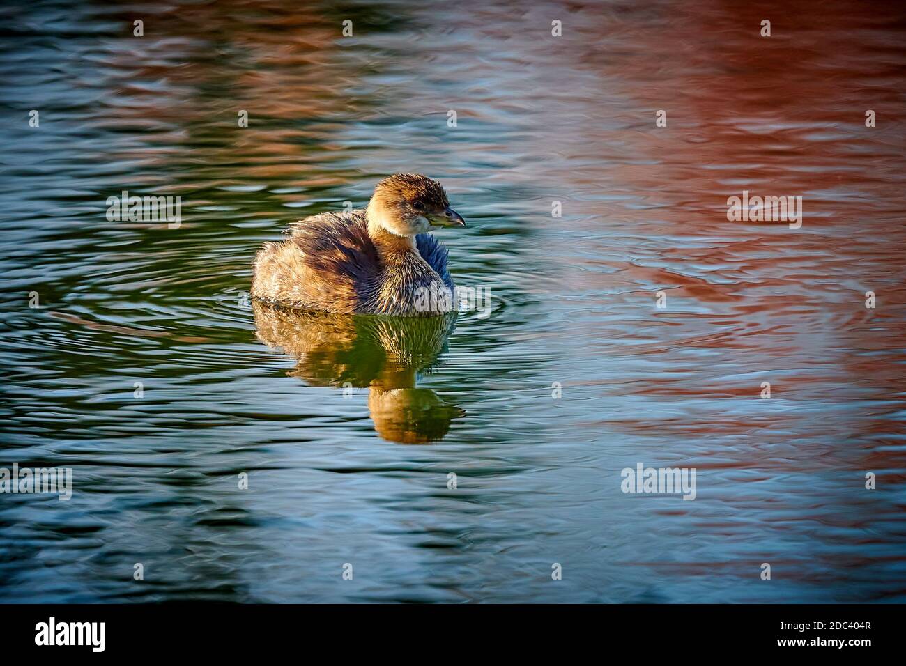 Im Teich schwimmend schwimmend ist der Rattenschnabel (Podilymbus podiceps). Stockfoto