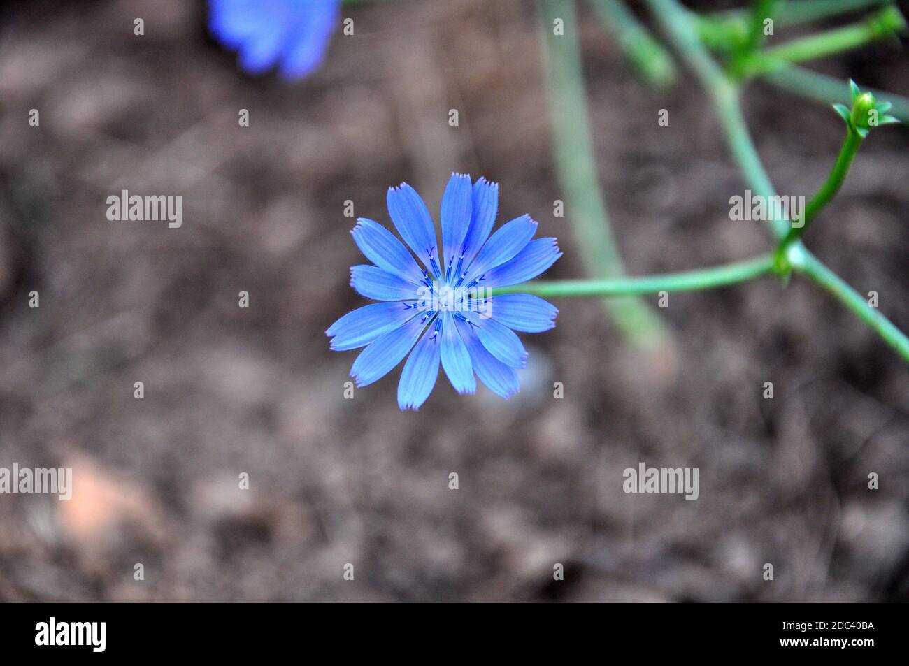 Eine violette Zichorie Stockfoto
