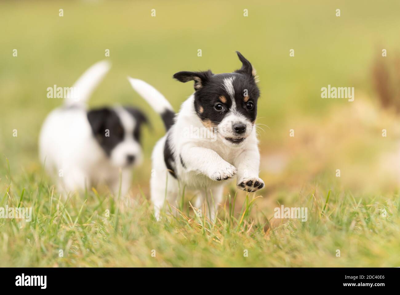 Welpen 6 Wochen alt spielen zusammen auf einer grünen Wiese. Breed - sehr  kleine Jack Russell Terrier Babyhunde Stockfotografie - Alamy