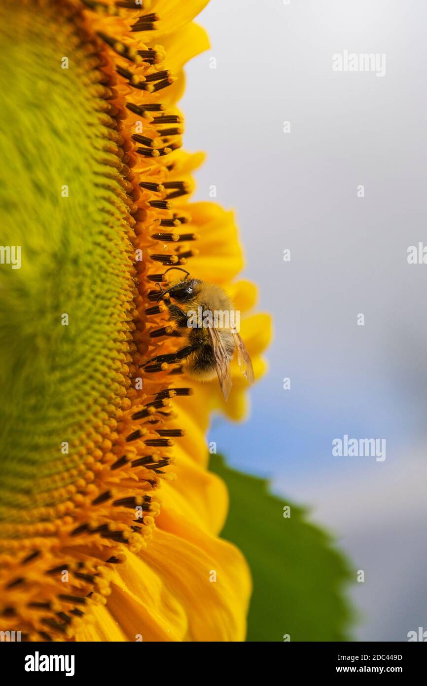 Sonnenblumen makro Fotos und Bildmaterial in hoher Auflösung Seite