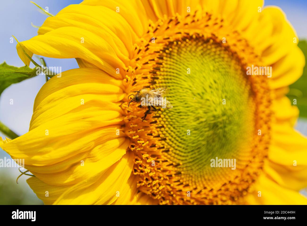 Sonnenblumen makro Fotos und Bildmaterial in hoher Auflösung Seite