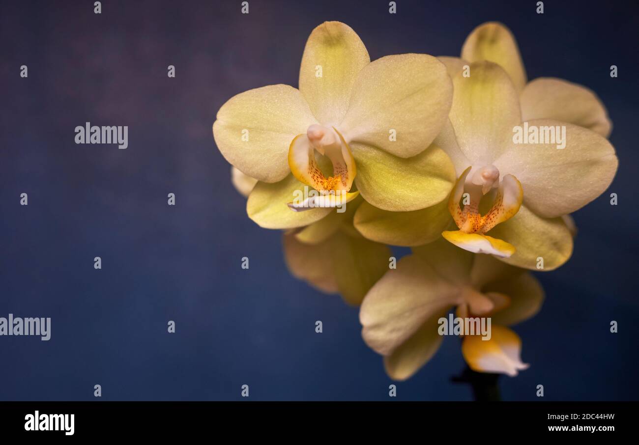 Schöne Nahaufnahme grünlich-gelbe Orchidee Blumen auf blauem Hintergrund mit flachen Schärfentiefe Stockfoto