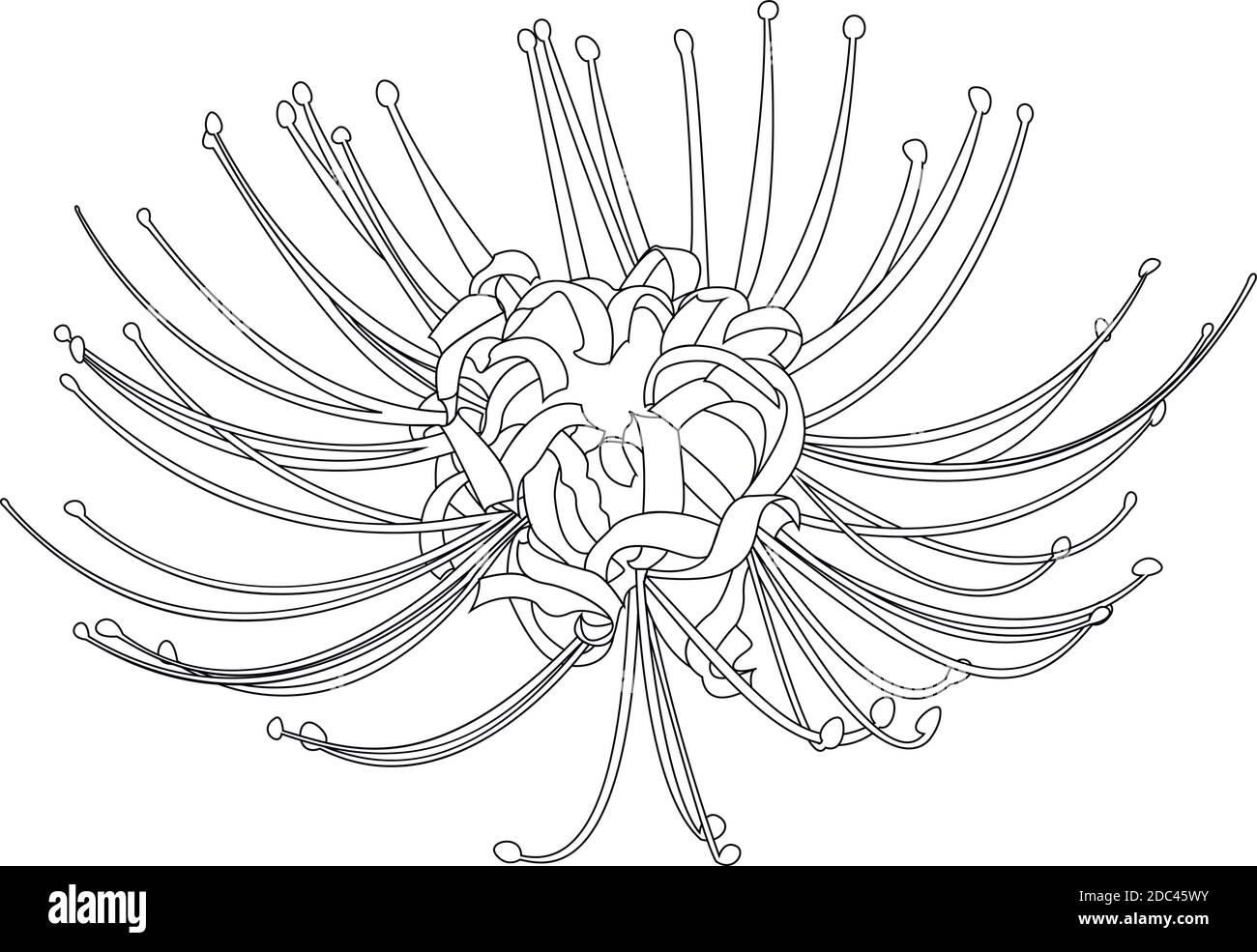 Hand gezeichnete Spinnenlilie Linie Silhouette auf weiß isoliert. Stock Vektor