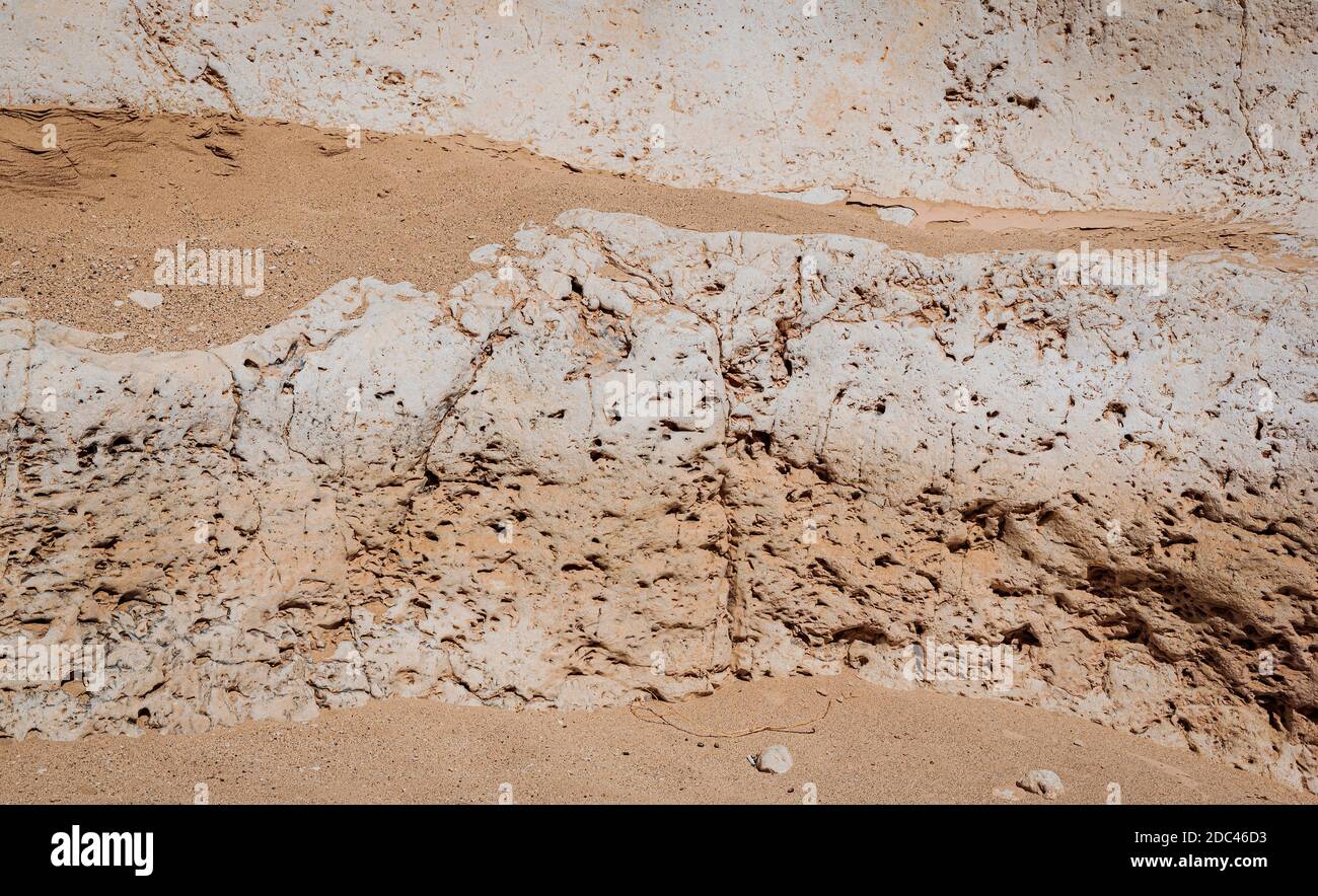 Nahaufnahme einer Kalksteinklippe in den Nekarot Spalten Hufeisen canyon im makhesh ramon Krater in israel zeigt versteinerte Tierdohlen Stockfoto