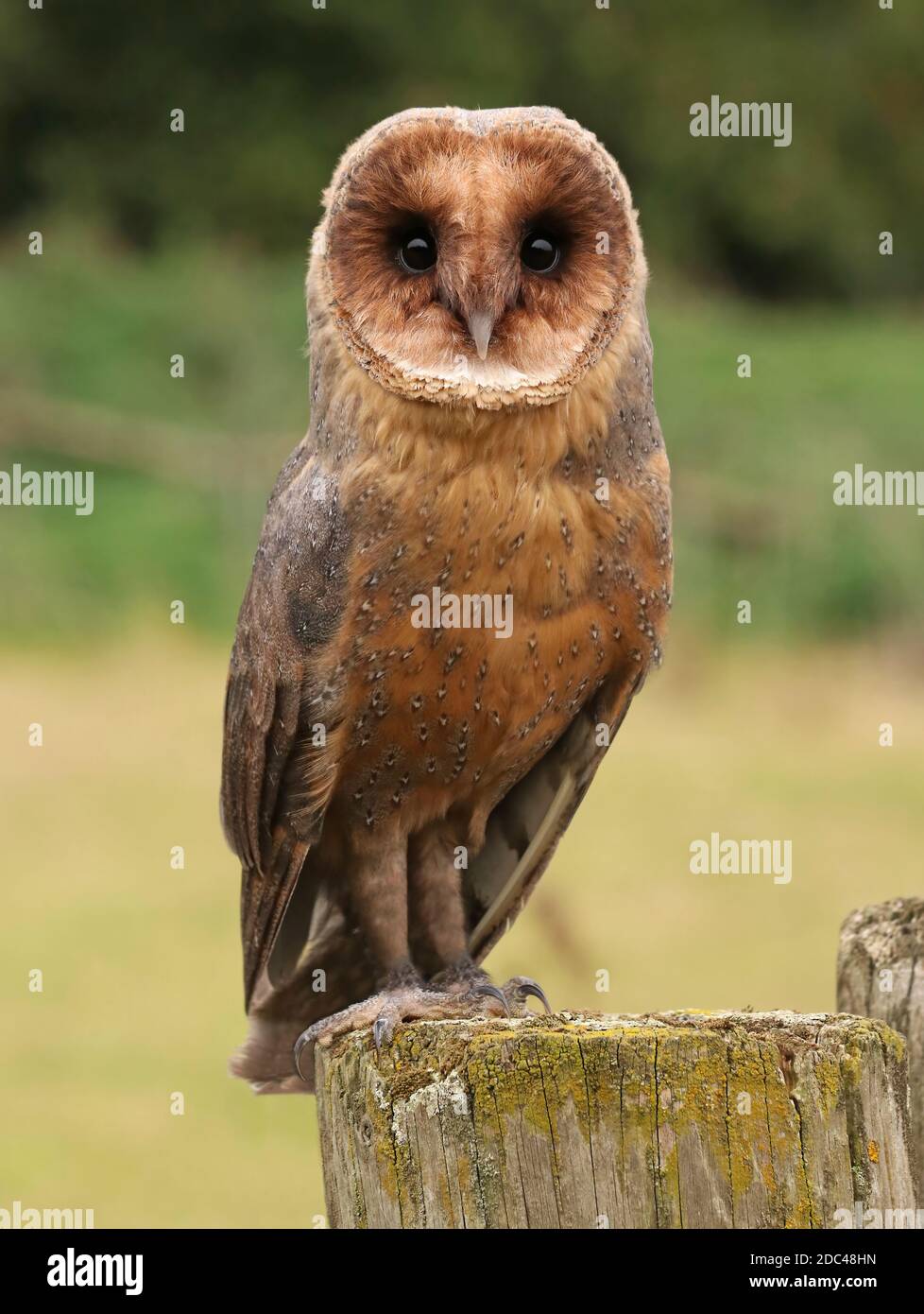 Seltene schwarze melanistische Stalleule, die im Freien thront Stockfoto
