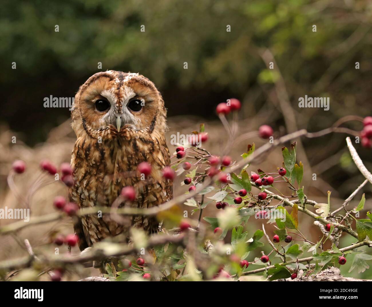 Tawny sitzen auf einem Ast nach vorne und beobachten mit Seine großen Augen Stockfoto