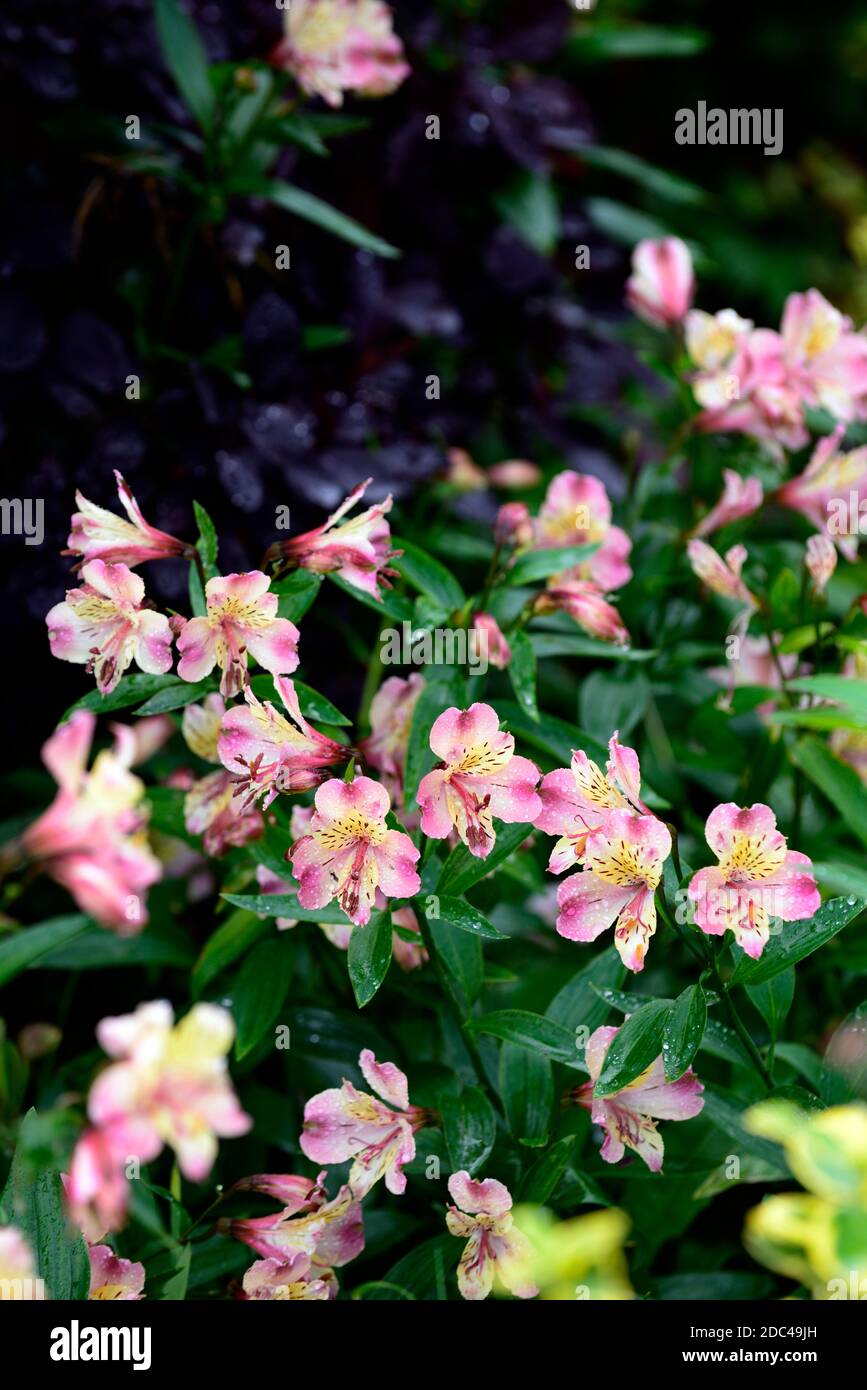 Alstroemeria Garten Juwel Pfirsiche, peruanische Lilie, rosa Pfirsich gelbe Blume, Blumen, Blüte, mehrjährige, Schnittblumen, RM Floral Stockfoto