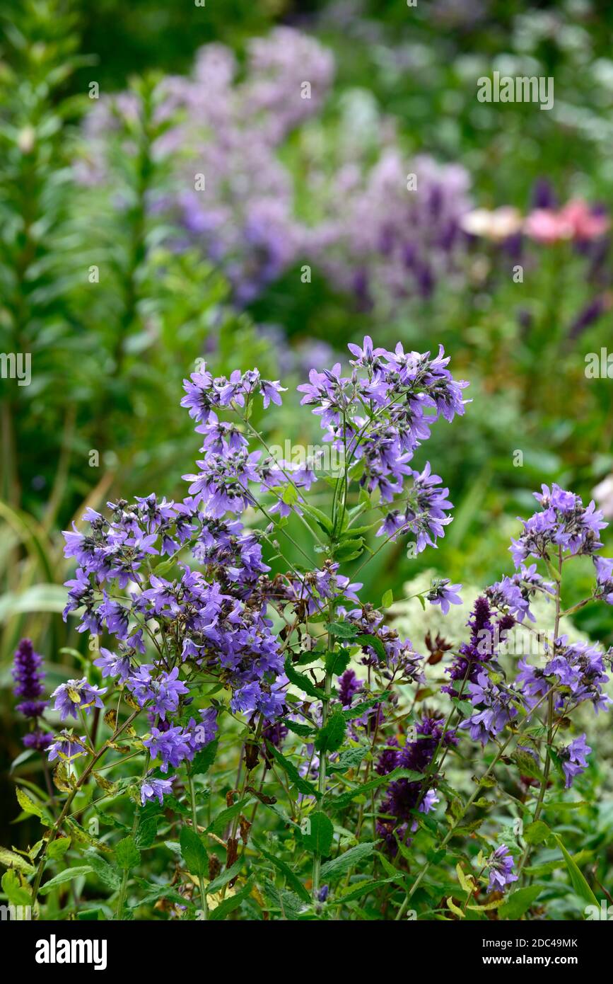 Campanula scheuchzeri, Glockenblume, alpine, Zwerg, Arten, blau, Blume, Blumen, RM Floral Stockfoto