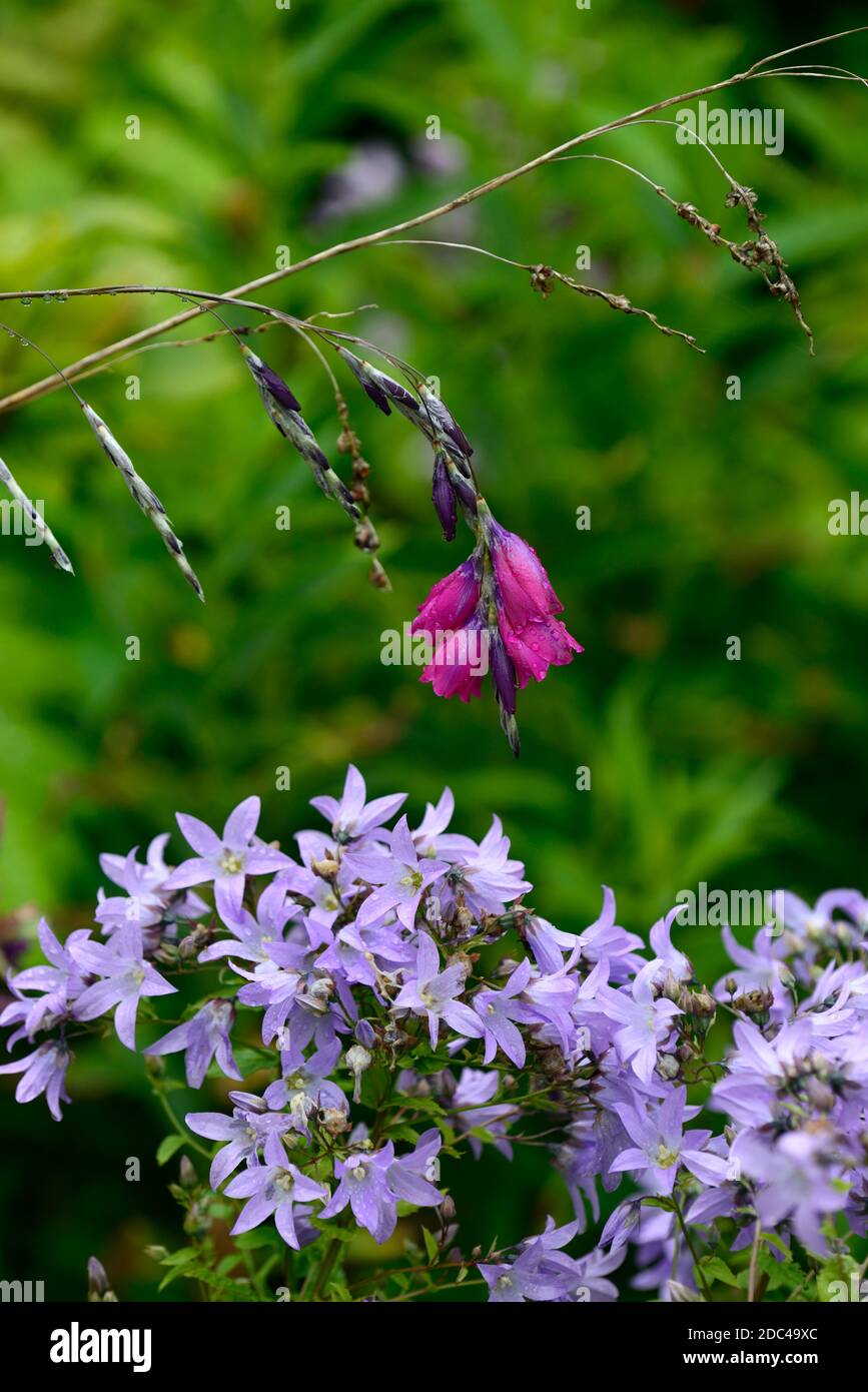 Dierama pulcherrimum Amsel, lila Blumen, lila Blume, Bogen, baumeln, hängen, Glocke geformte Blumen, Engel Angelruten, Garten mehrjährige, RM Flora Stockfoto