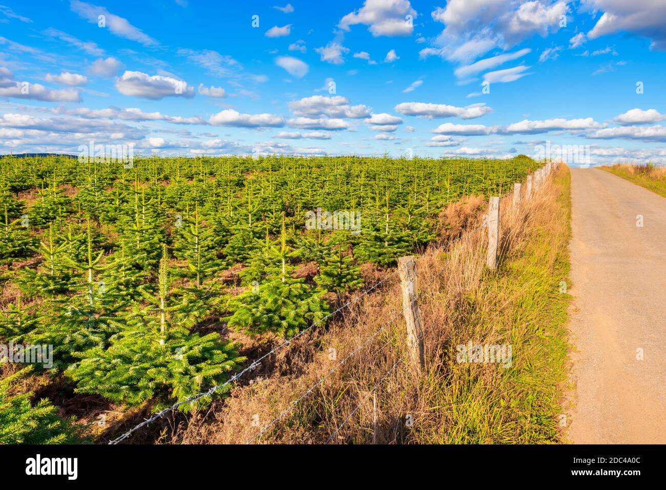 Plantage von jungen grünen Tannenbäumen entlang einer Straße in der Region Ardennen in Belgien. Aufgenommen am Sommertag im september. Stockfoto