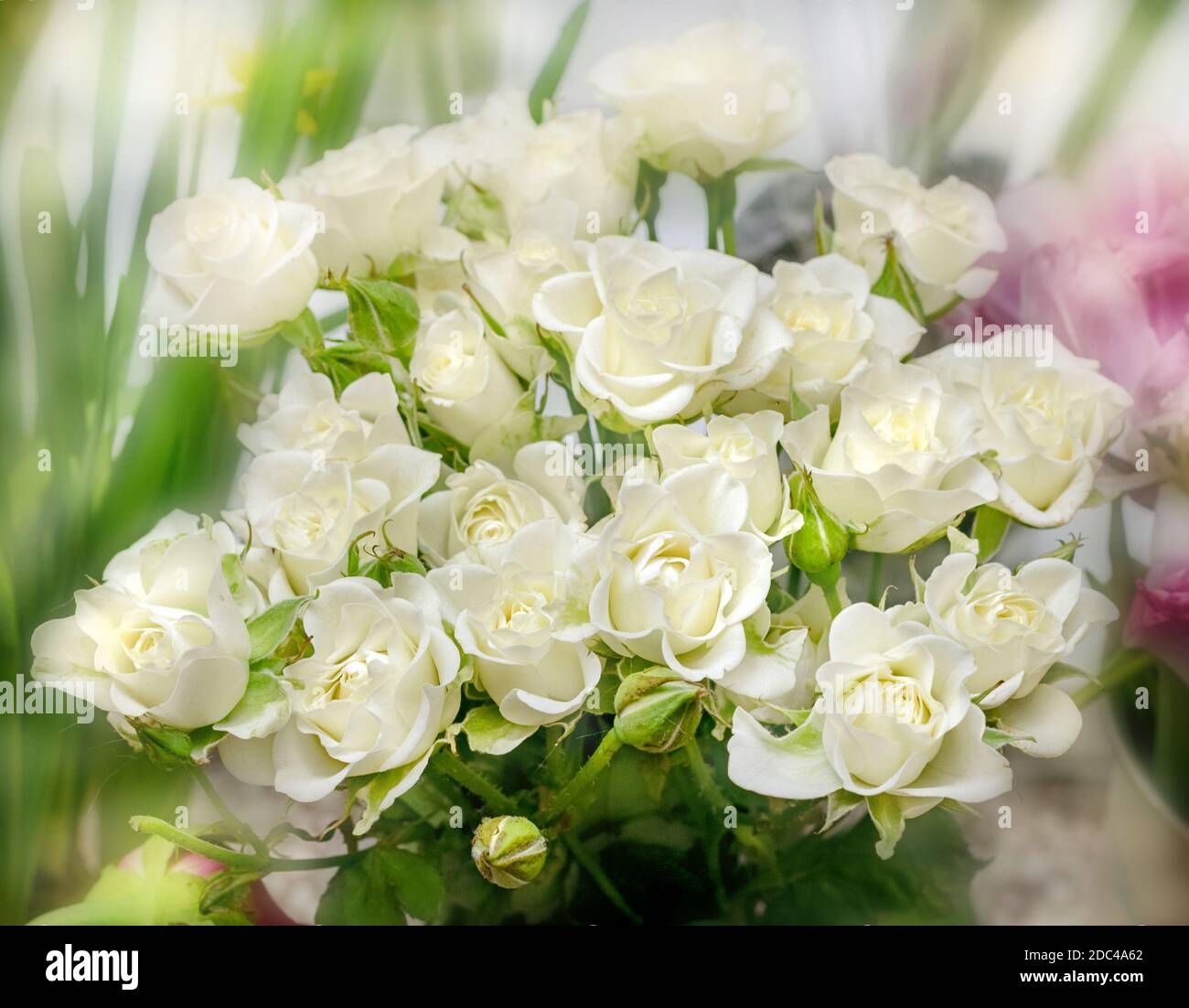 Echte beste Bouquet von weißen Rosen für gute Laune präsent Stockfoto