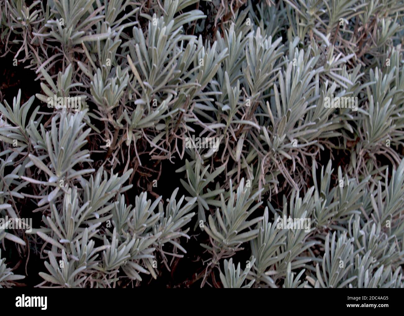 Herbstblätter, Steinstruktur, Rosmarin, weiße Rosen, Heidekraut, immergrüne Blätter, Ahornblätter. Eine Serie von Herbstbildern aus dem Garten, um Schönheit auszudrücken. Stockfoto