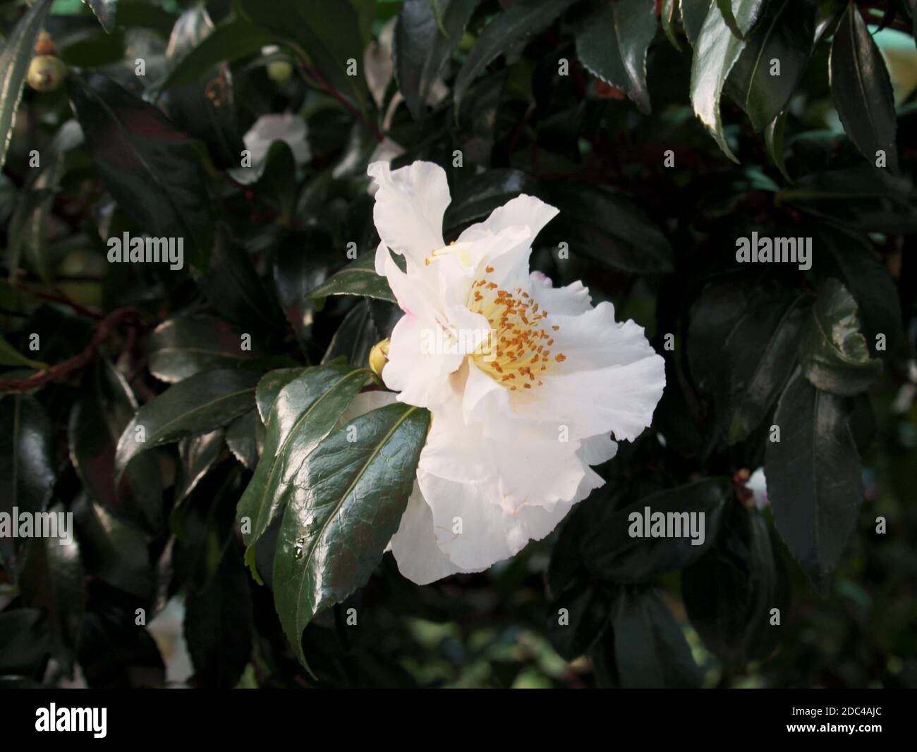 Herbstblätter, Steinstruktur, Rosmarin, weiße Rosen, Heidekraut, immergrüne Blätter, Ahornblätter. Eine Serie von Herbstbildern aus dem Garten, um Schönheit auszudrücken. Stockfoto