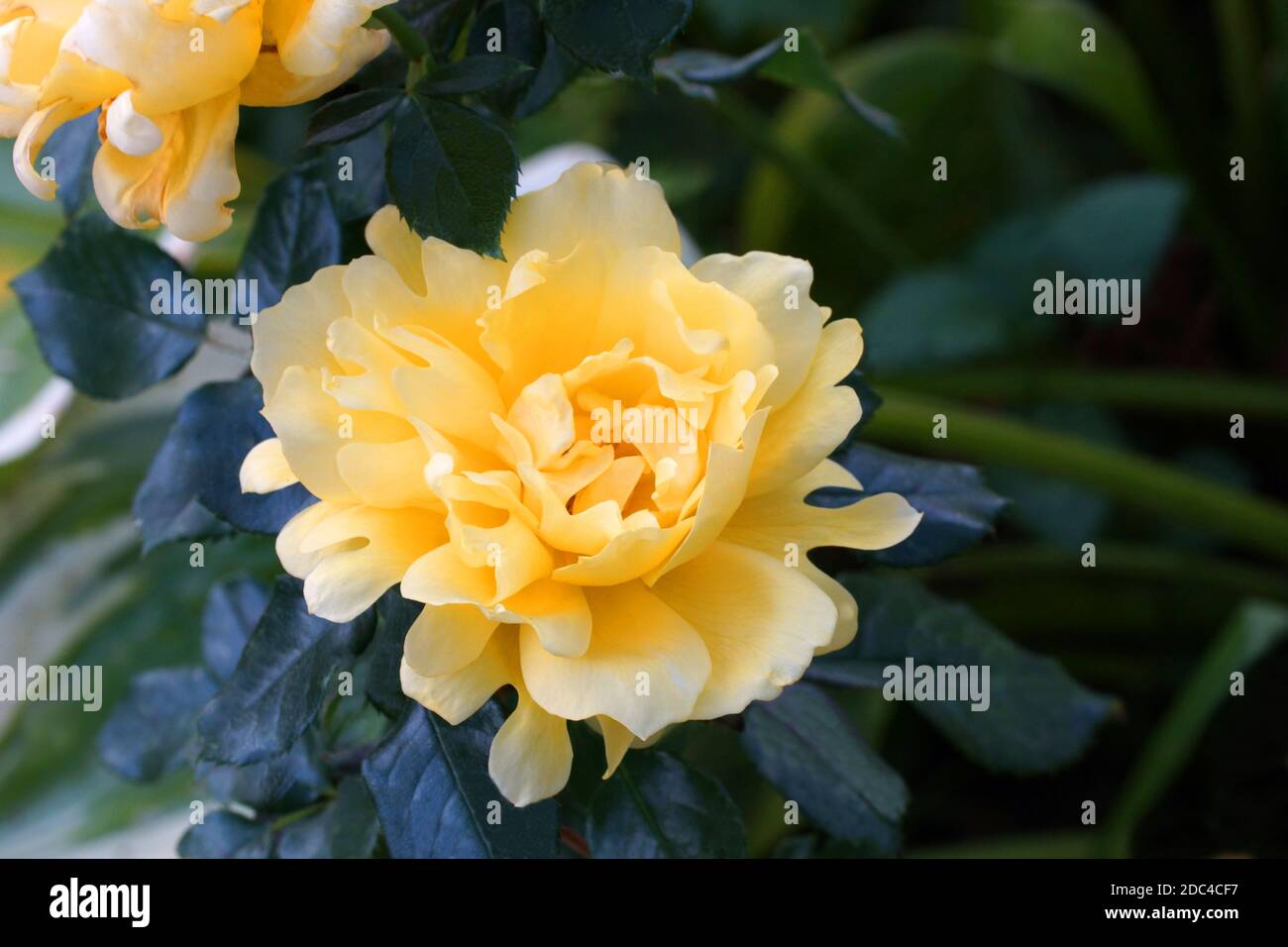 Rosa Splendid Ruffles schöne gelbe Rose Nahaufnahme. Blumen, in einem Garten in natürlichen Bedingungen im Grünen, unter dem offenen Himmel. Stockfoto