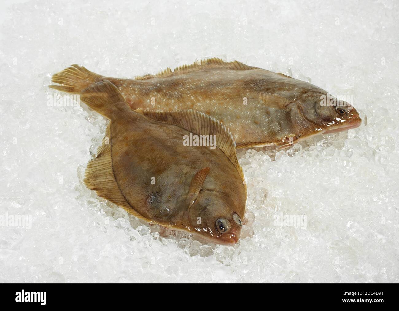 FRISCHE BRILL Scophthalmus Rhombus ON ICE Stockfoto