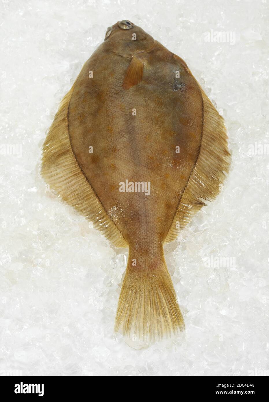 FRISCHE BRILL Scophthalmus Rhombus ON ICE Stockfoto