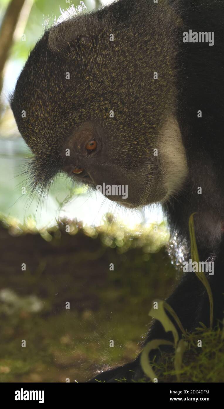 Ein Sykes' Affen (Cercopithecus albogularis) Futter für die Blätter. Arusha Nationalpark. Arusha, Tansania. Stockfoto