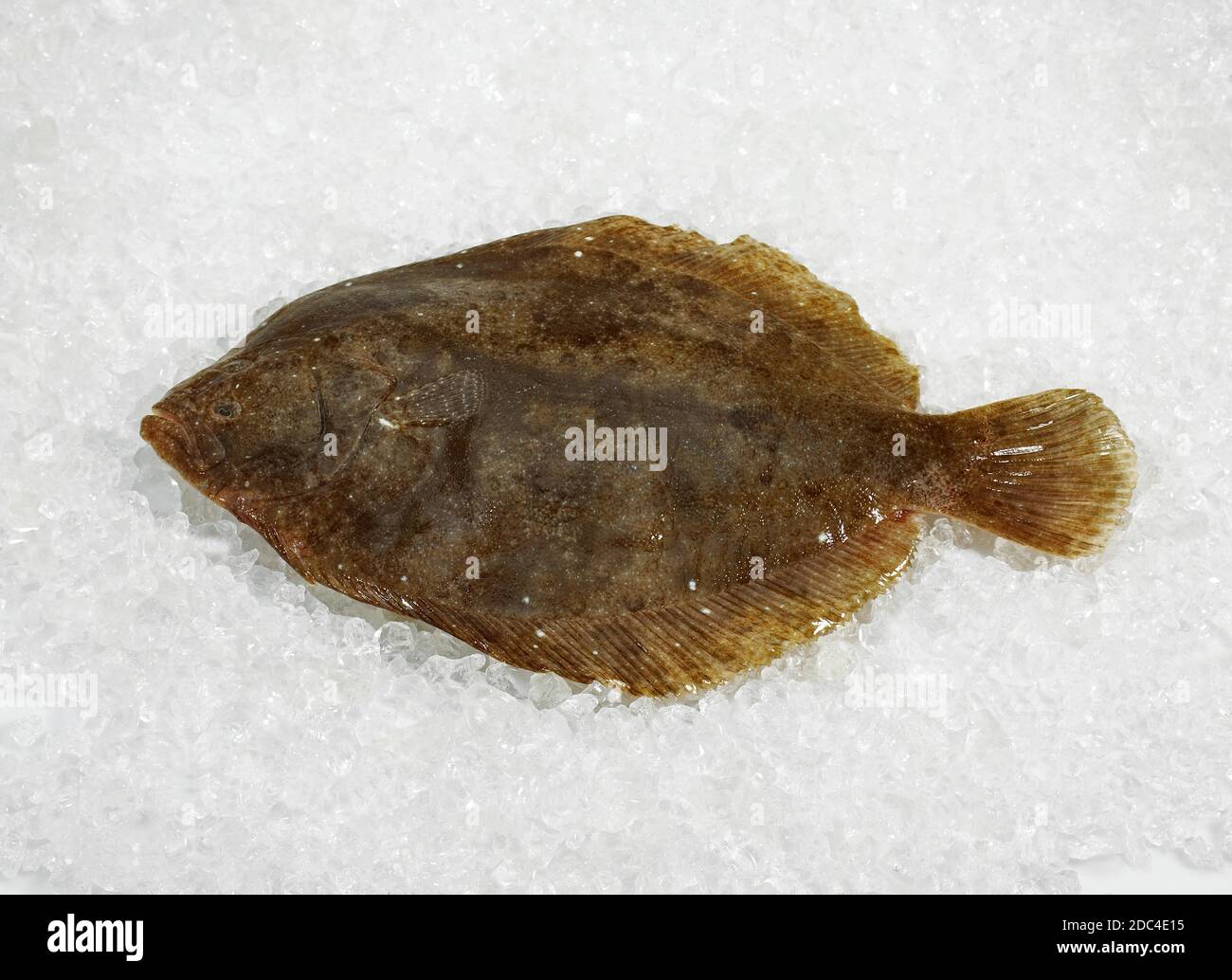 FRISCHE BRILL Scophthalmus Rhombus ON ICE Stockfoto