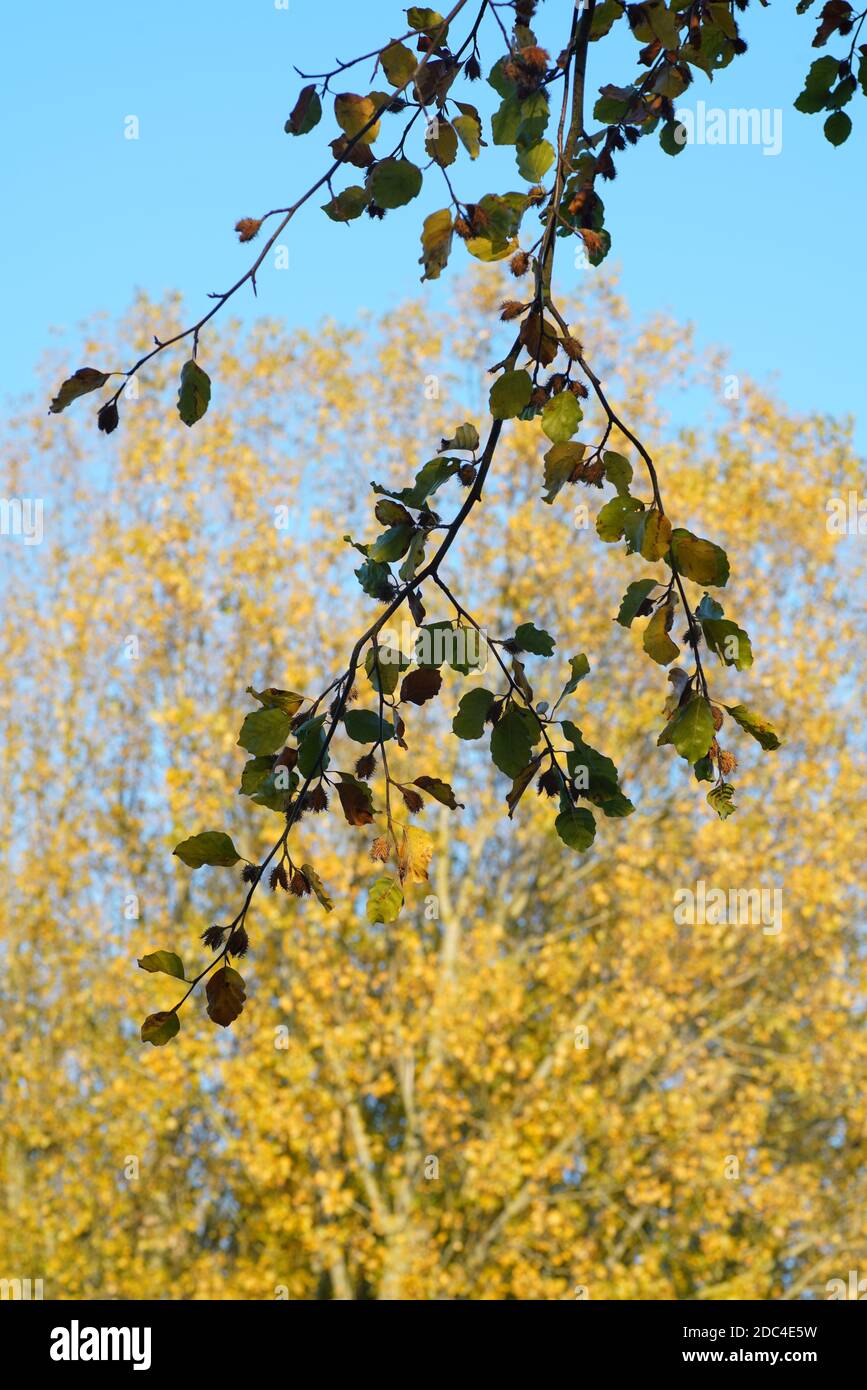 Layering Der Blätter Stockfoto