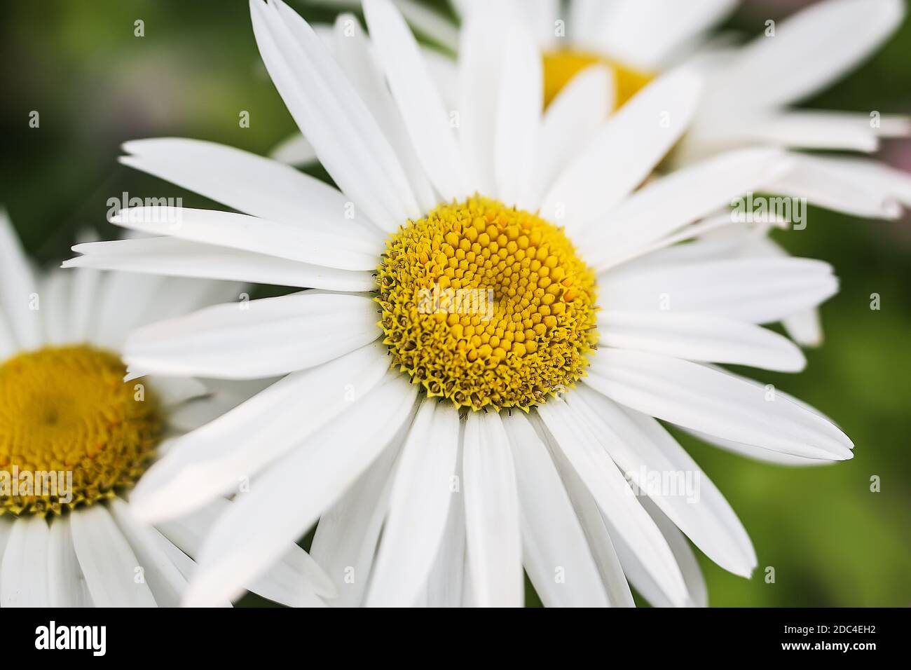 Große Garten Kamille Nahaufnahme Stockfoto