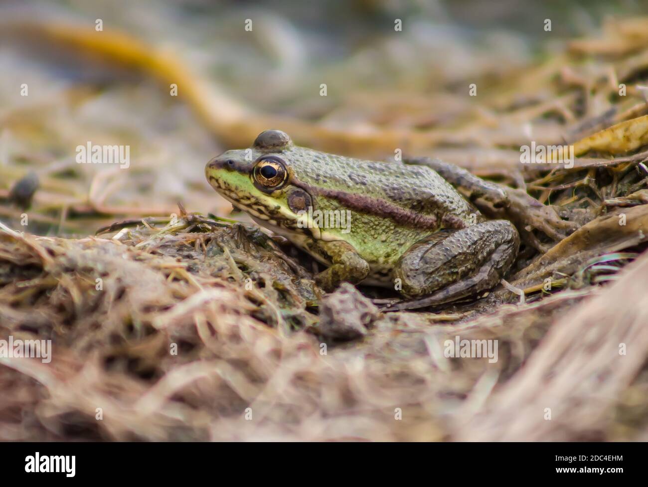 Großer Frosch auf einem Sumpf Nahaufnahme Stockfoto