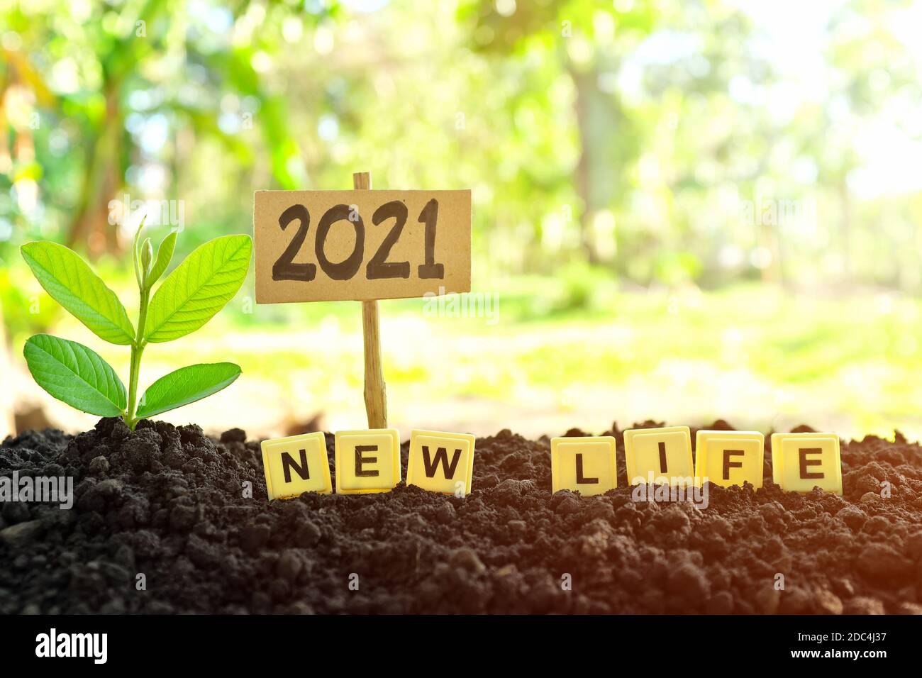 Selektiver Fokus von Pflanzenkeimling oder Setzling, der bei Sonnenaufgang auf dem Boden wächst, mit abgekratztem Buchstabenplättchen. 2021 neues Jahr neues Lebensstartkonzept. Stockfoto