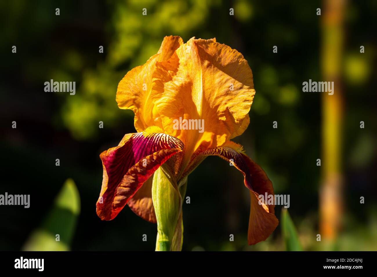 Gelb und rot gestreifte Iris Nahaufnahme auf einem verschwommenen Hintergrund. Makrofotografie eines einzelnen Bud einer blühenden Irisblume. Bunte, bunte Sonnenfl Stockfoto