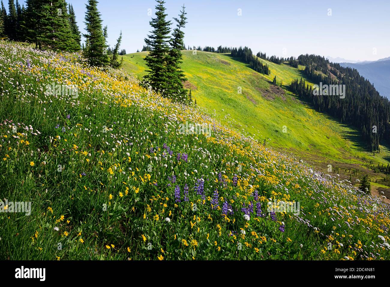 WA18233-00...WASHINGTON - farbenfrohe Felder mit Wildblumen vom Skyline Divide Trail in der Mount Baker Wilderness Gegend aus gesehen. Stockfoto