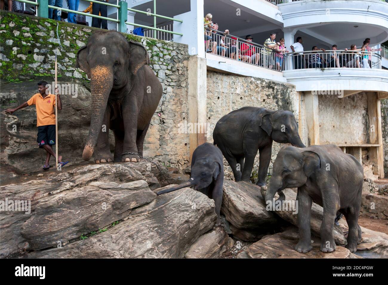 Elefanten aus dem Pinnawala Elephant Waisenhaus Entspannen Sie am Ufer des Maha Oya Flusses in Sri Lanka. Die Elefanten baden zweimal täglich im Fluss. Stockfoto