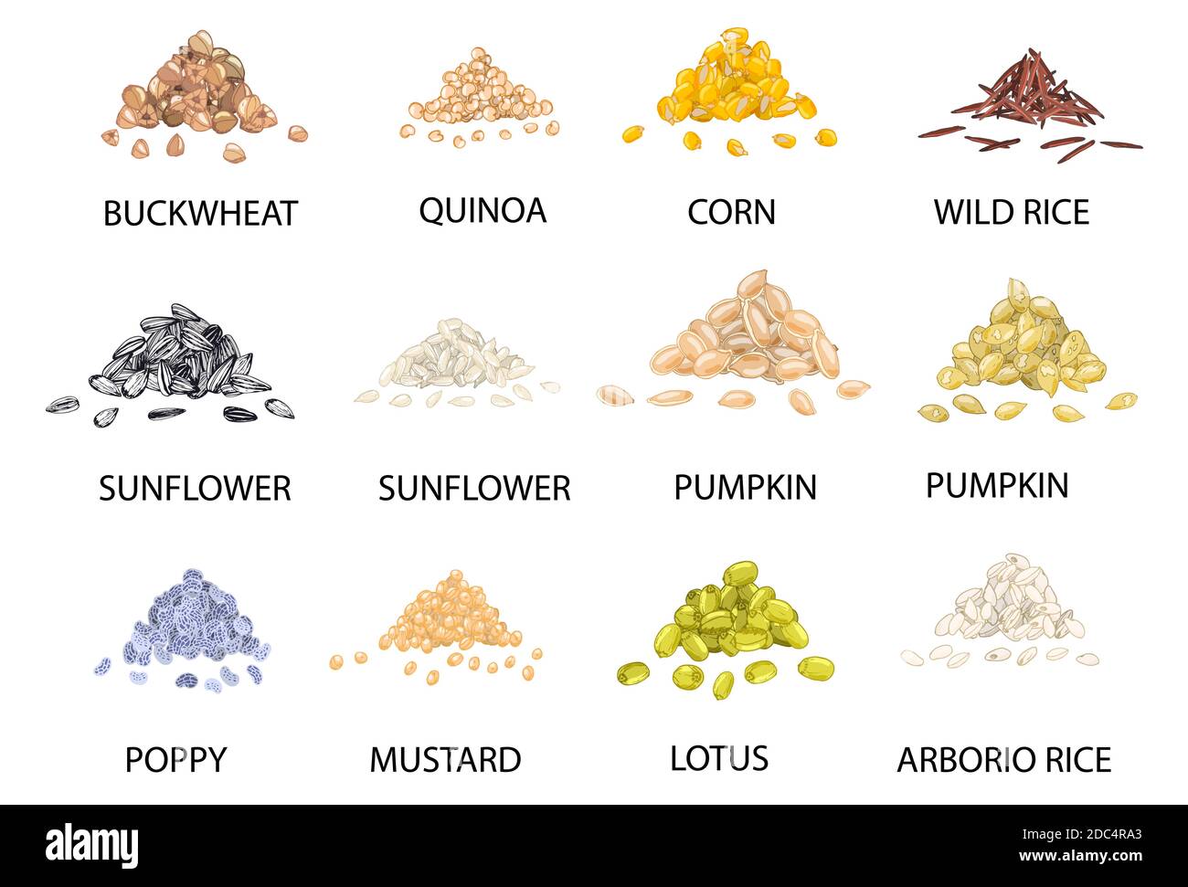 Satz von Hand gezeichneten farbigen Haufen von Getreide isoliert auf weiß. Buchweizen, Quinoa, Mais, Reis, Sonnenblumen, Kürbis, Mohn, Senf, Lotus. Stilisiert Stock Vektor