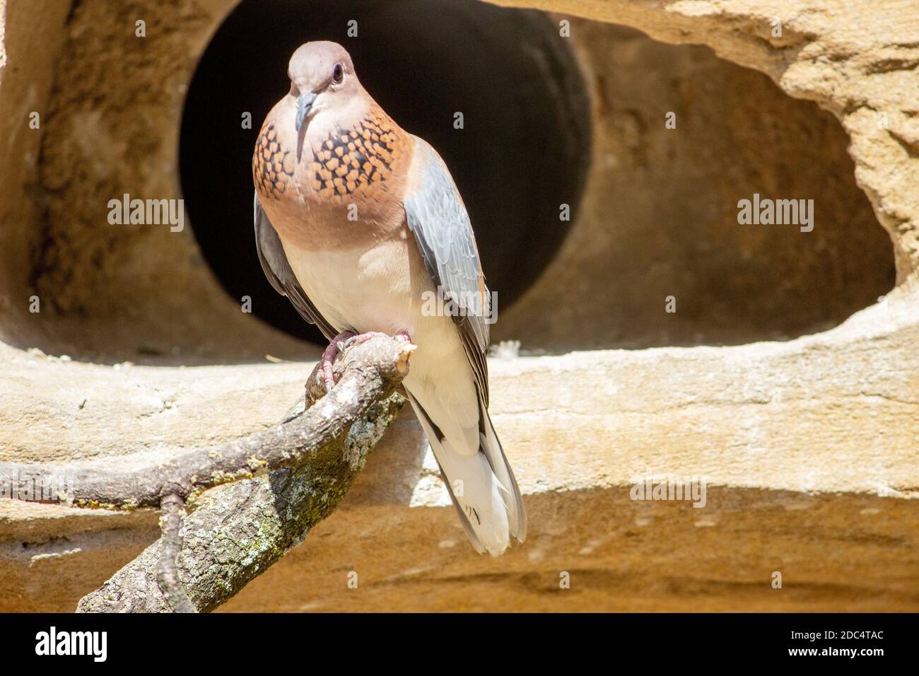 Vorderansicht einer lachenden Taube, die auf einem Ast sitzt, Spilopelia senegalensis Stockfoto