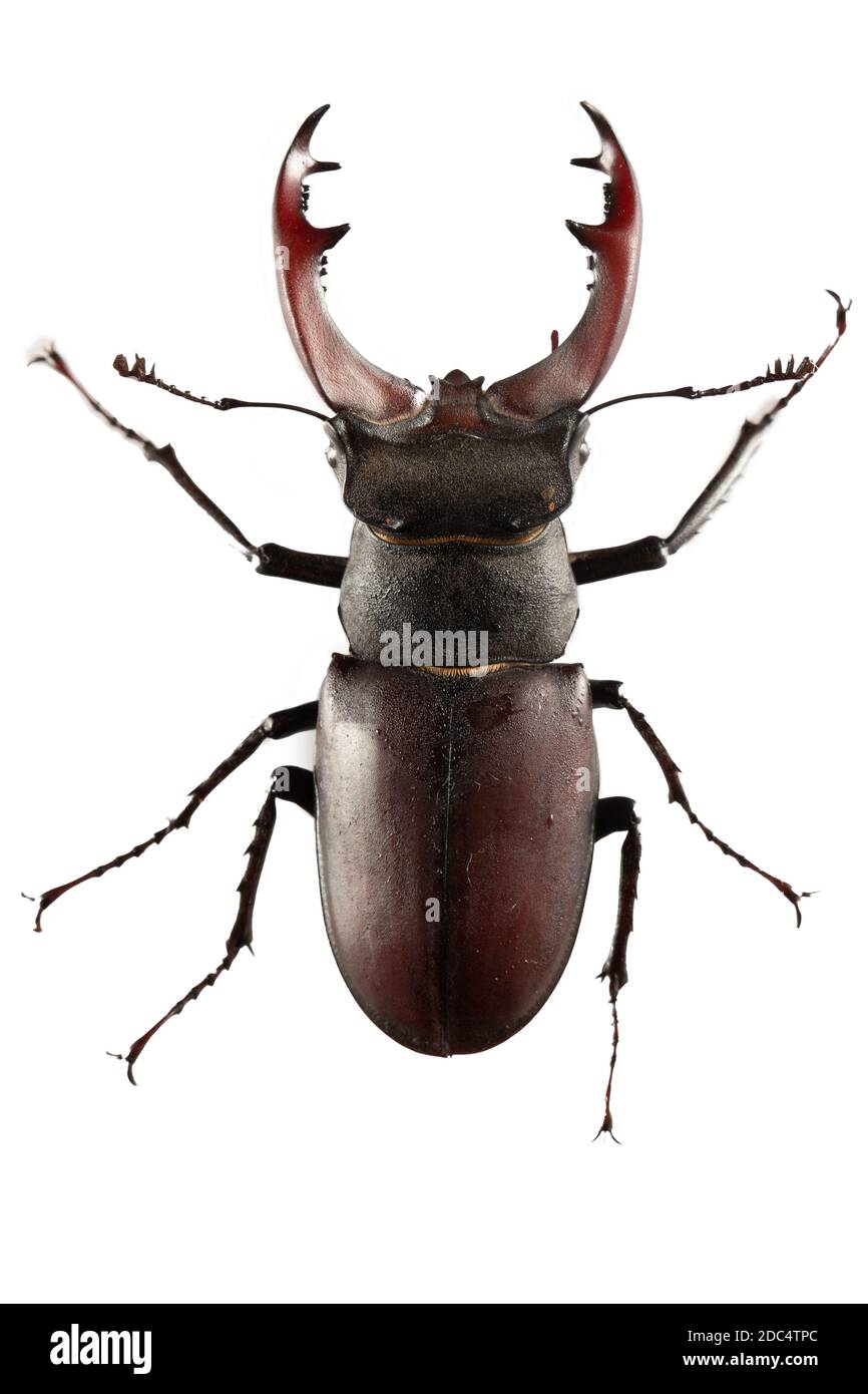 Das Insekt Lucanus cervius ist im Roten Buch aufgeführt. Stockfoto