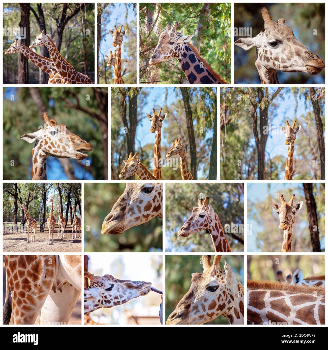 Collage von Bildern von Giraffen in ihrem natürlichen Lebensraum Stockfoto