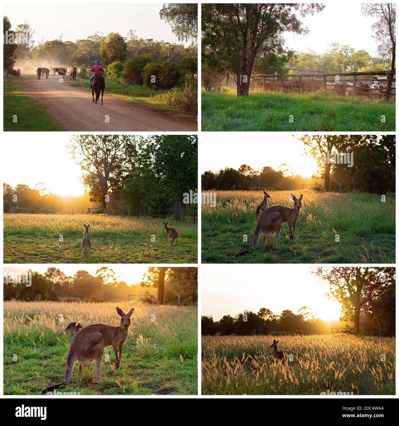 Collage aus Bildern von Rindern und australischen Kängurus Sonnenuntergang Stockfoto