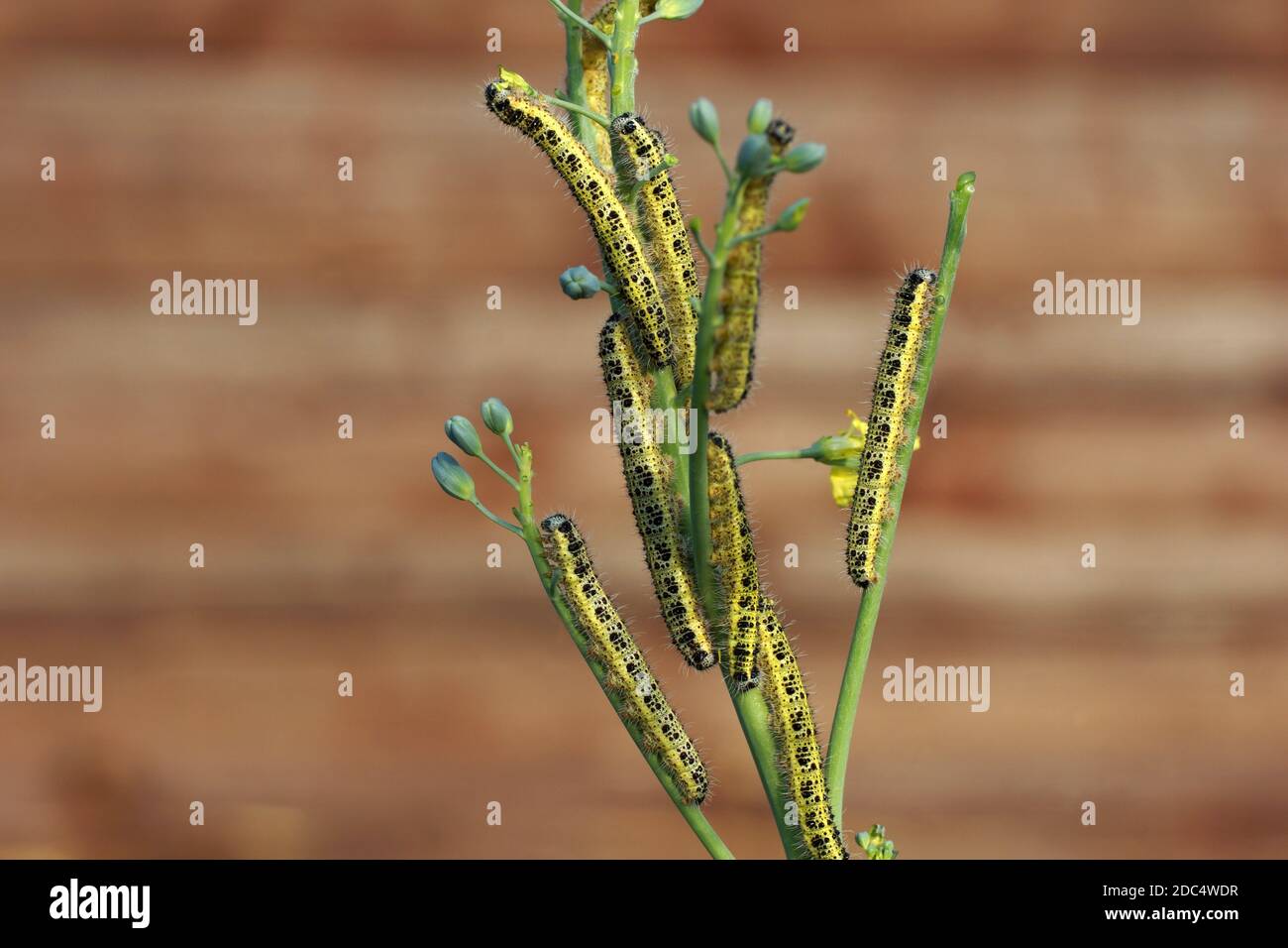 Viele schädliche Raupen fressen den Brokkoli-Zweig auf. Pieris brassicae, der große weiße, Kohlschmetterling, Kohlweiß Stockfoto