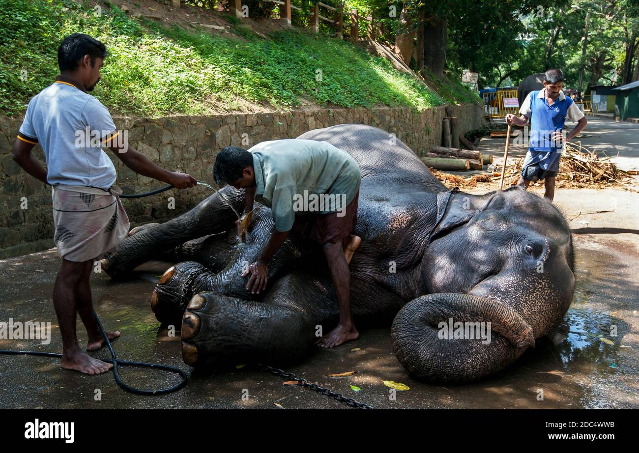 Ein zeremonieller Elefant wird von Mahouts in der Nähe des Tempels der Heiligen Zahnreliquie in Kandy in Sri Lanka vor der Esala Perahera gewaschen. Stockfoto