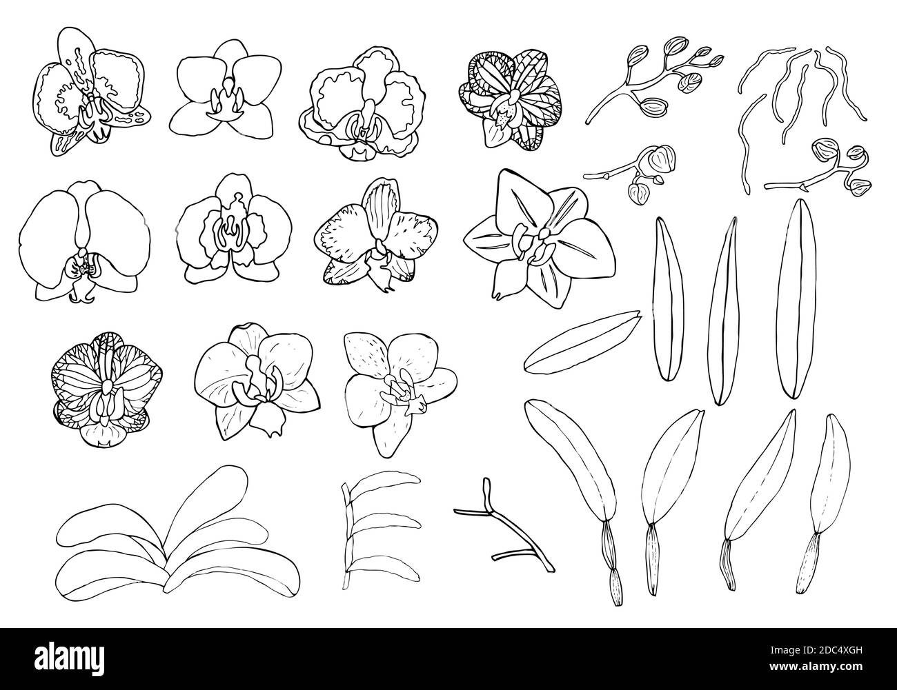 Handgezeichnetes Set aus Orchideenblumen und floralen Elementen. Isoliert auf Weiß. Schwarz-Weiß-Vektorgrafik. Stock Vektor