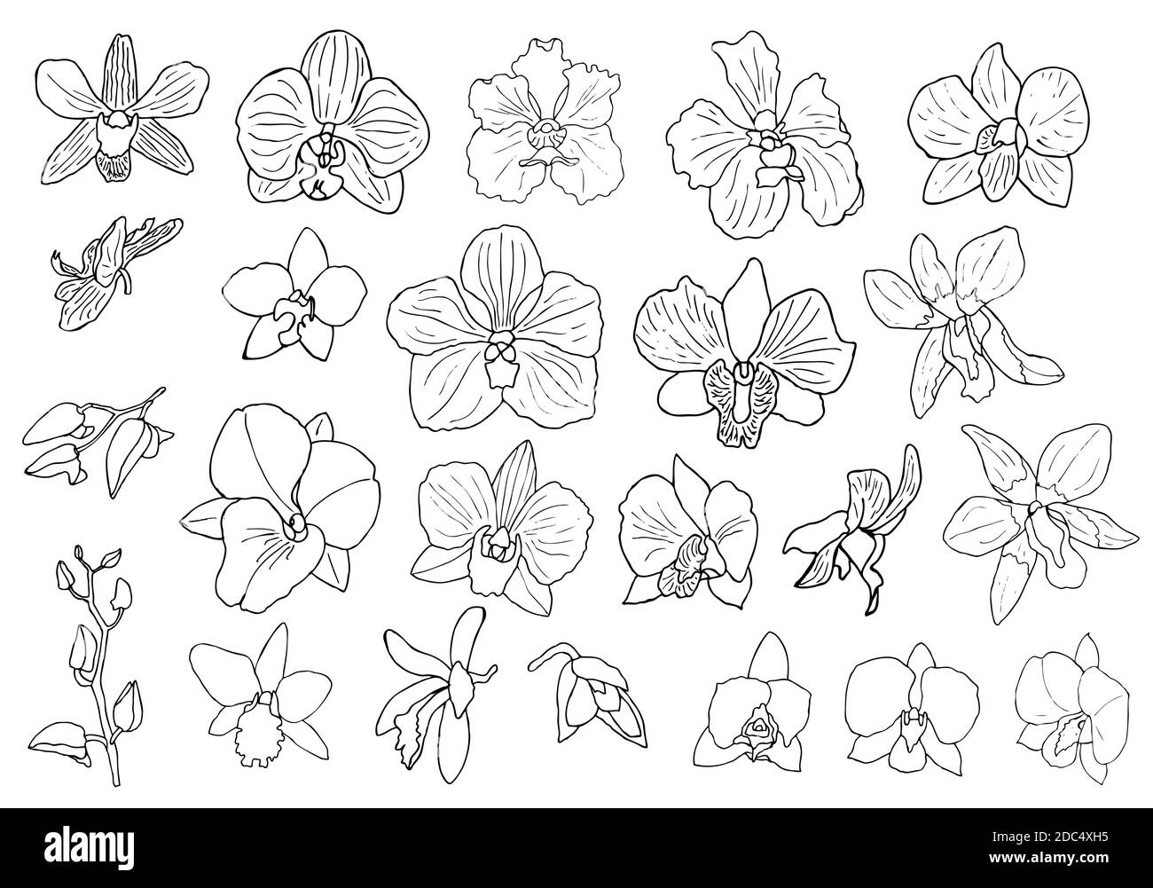 Handgezeichnetes Set aus Orchideenblumen und floralen Elementen. Isoliert auf Weiß. Schwarz-Weiß-Vektorgrafik. Stock Vektor