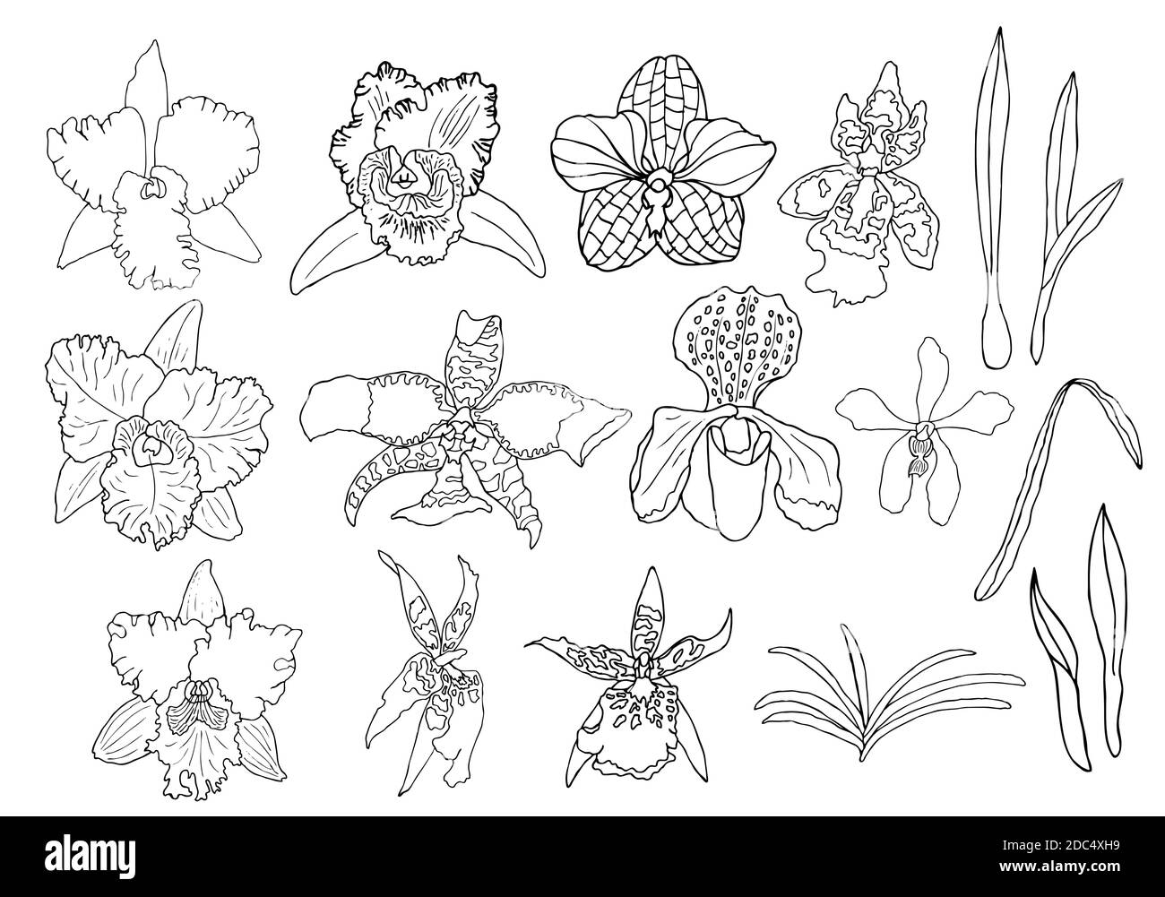 Handgezeichnetes Set aus Orchideenblumen und floralen Elementen. Isoliert auf Weiß. Schwarz-Weiß-Vektorgrafik. Stock Vektor