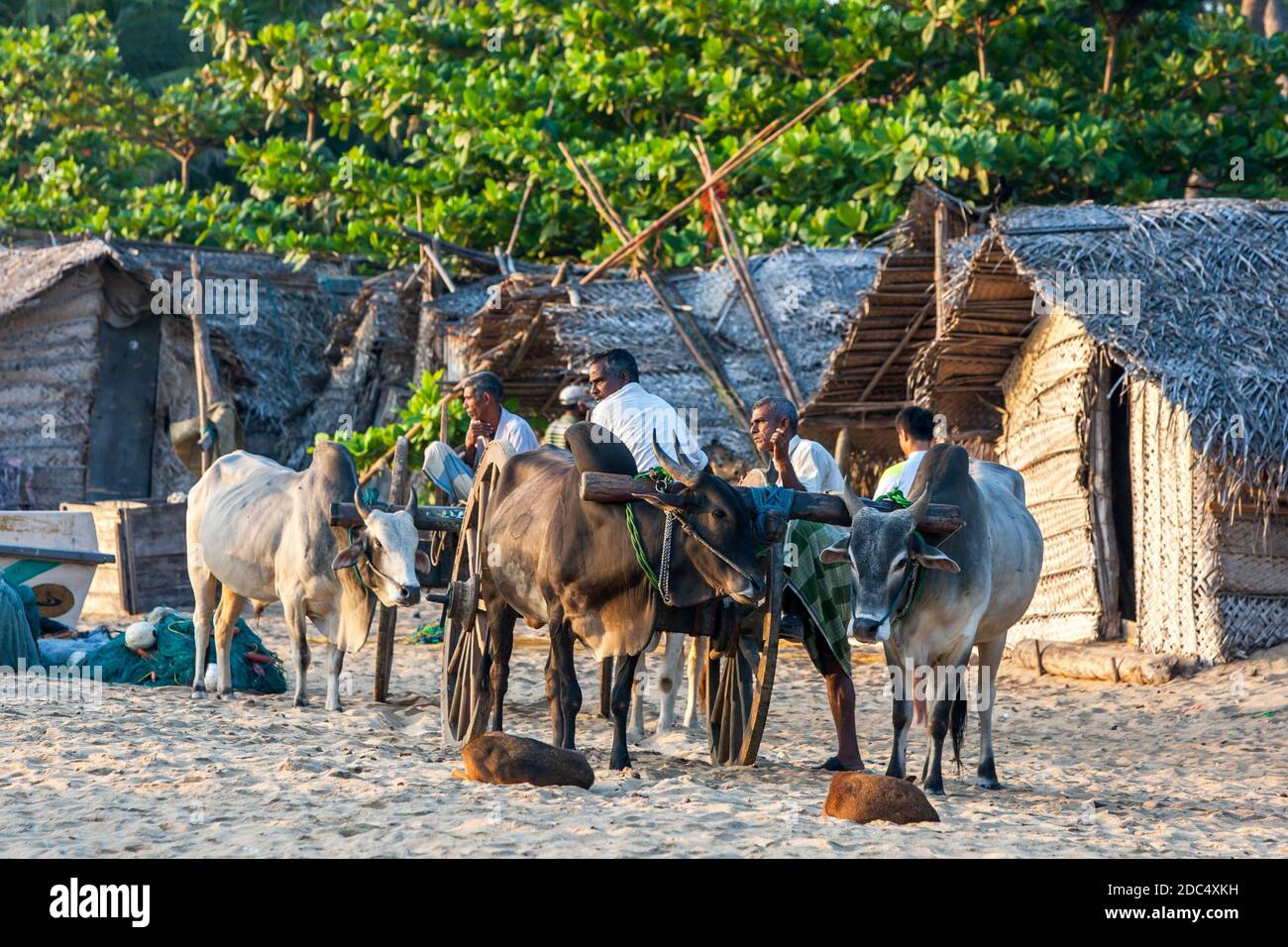 Ein Team von Bullocks warten auf Arugam Bay Strand an der Ostküste von Sri Lanka, um den Transport zum Markt für die Fische in der Vornacht gefangen bieten. Stockfoto