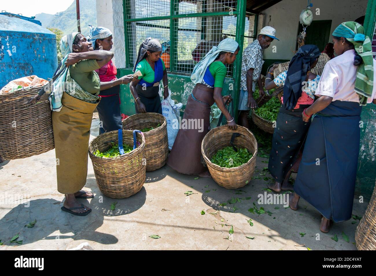 Eine Gruppe von Teepickern wartet auf ihren Morgen Die Ernte der Blätter, die von den Aufsehern der Teeplantage gewogen werden In der Region Nuwara Eliya in Sri Lanka Stockfoto