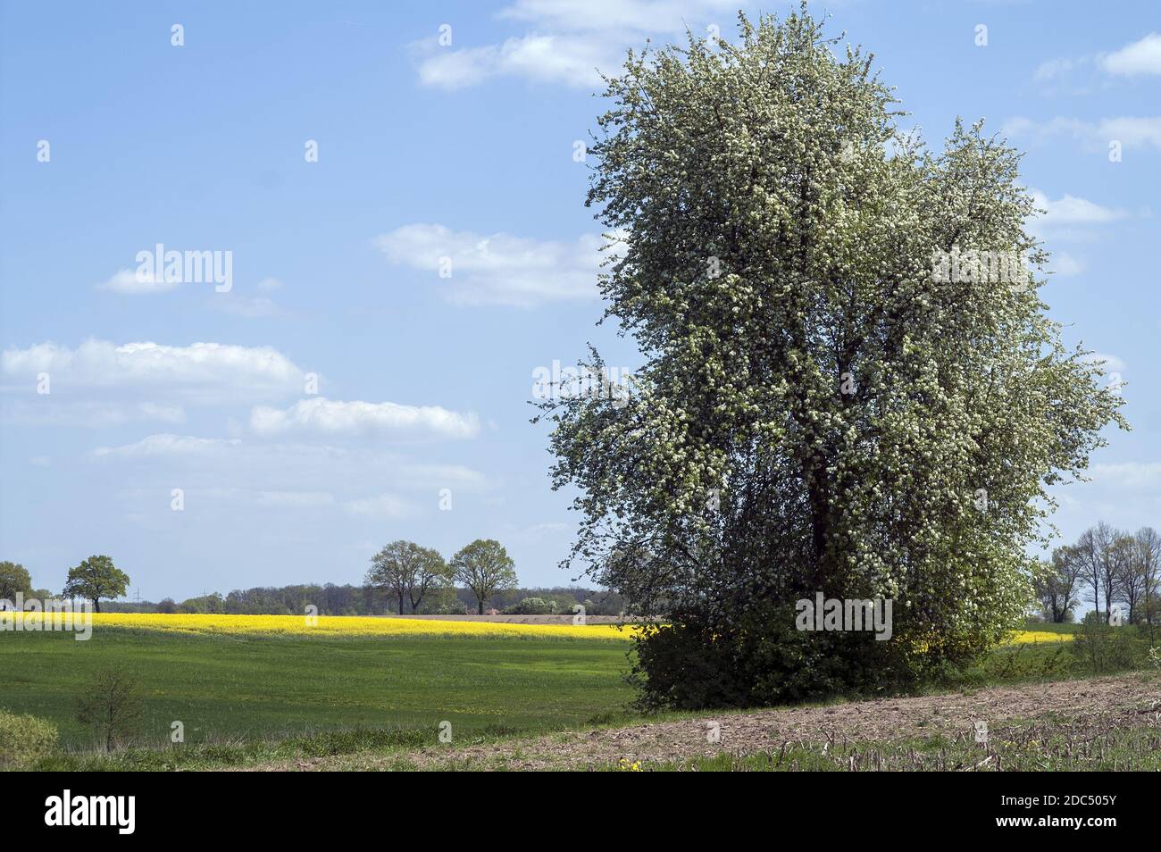 Weiss Bluhende Baume Im Fruhling