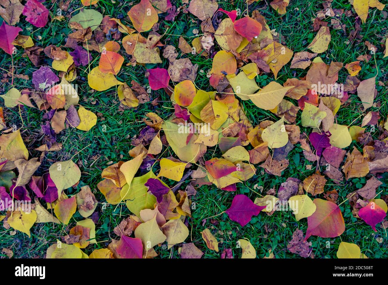 Herbst in Tokio Stockfoto