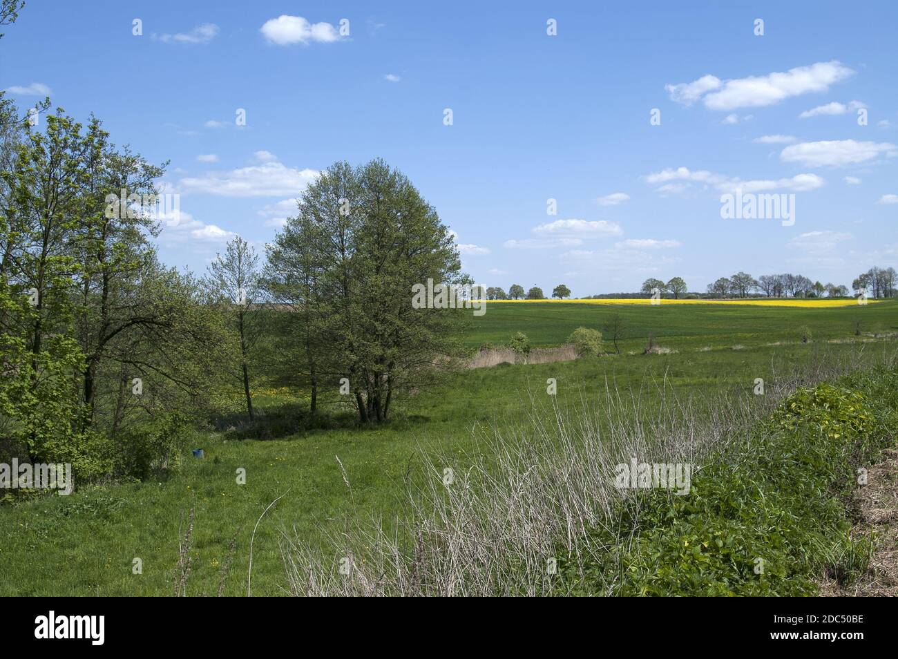 Polska, Polen, Polen, Großpolen, Großpolen; Gelb blühende Raps und üppige grüne Felder und Bäume - eine typische polnische Landschaft im Frühling. Stockfoto