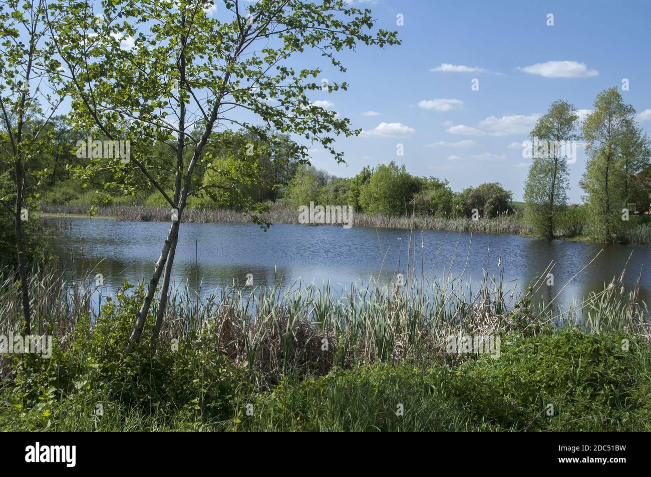 Polska, Polen, Polen, Großpolen, Großpolen; EIN Teich, der im Frühling von Büschen und Schilf umgeben ist. Die Bäume, die am Teich wachsen. Młoda olsza Stockfoto