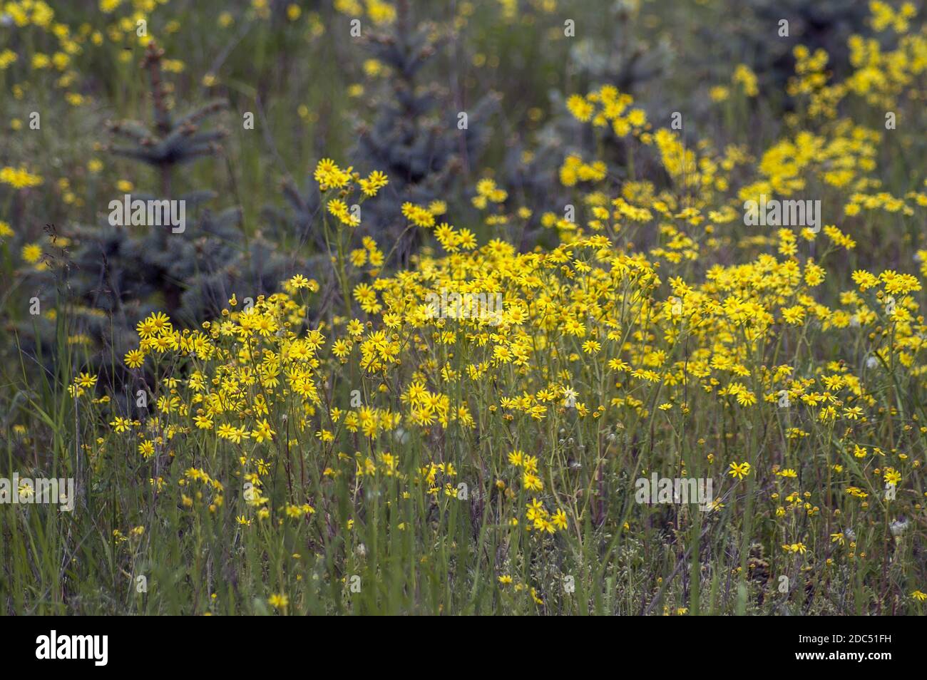 Polska, Polen, Polen, Niederschlesien, Niederschlesien, Dolny Śląsk; kleine gelbe Wildblumen neben einem jungen Kiefernwald. Stockfoto