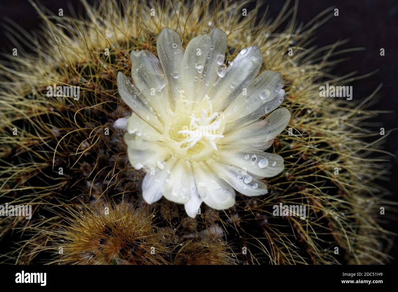 Parodia schumanniana ist ein mehrjähriger kugelförmiger bis säulenförmiger Kaktus. Die Blüten blühen im Sommer und sind zitronengelb bis goldgelb. Stockfoto