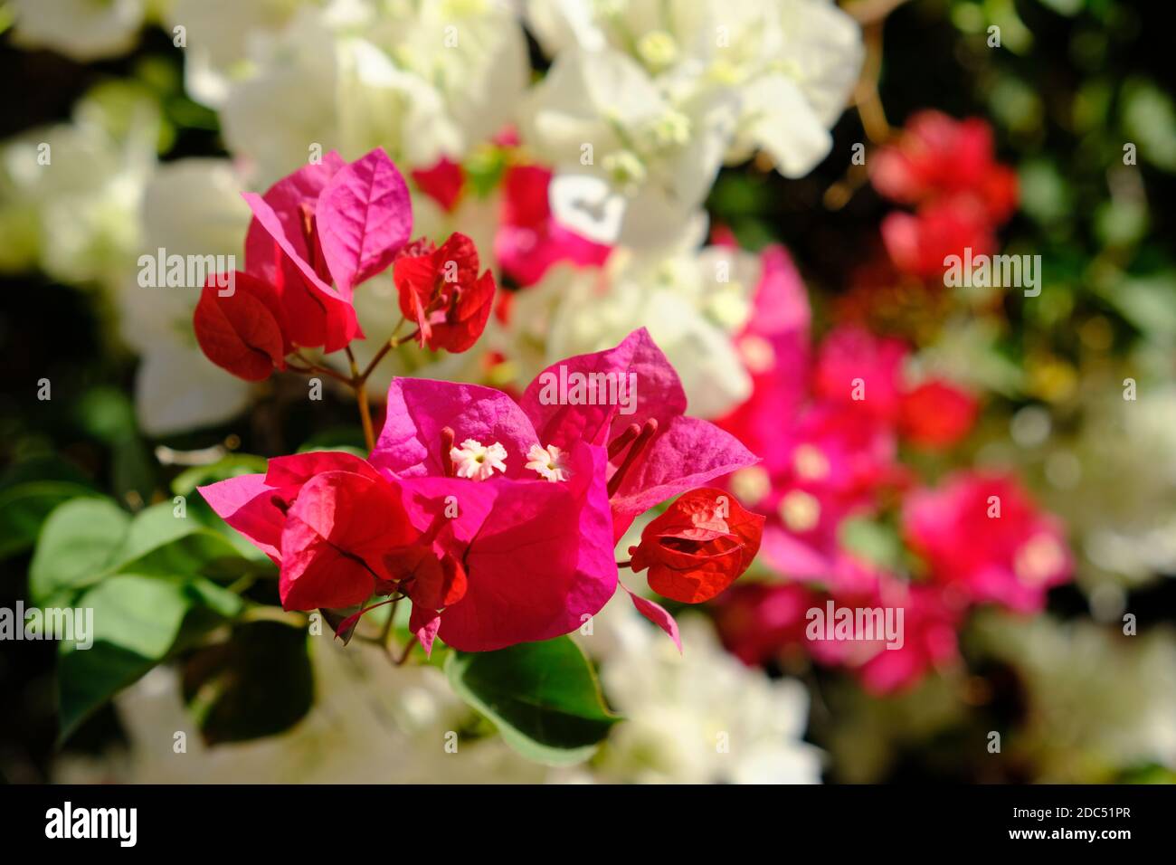 Marokko Marrakesch - Bunte und weiße rote Bougainvillea - Papier Blume Stockfoto